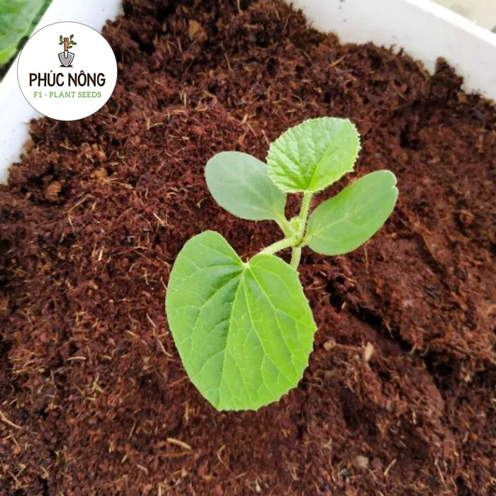 Tại sao cần xử lý đất trồng rau hữu cơ