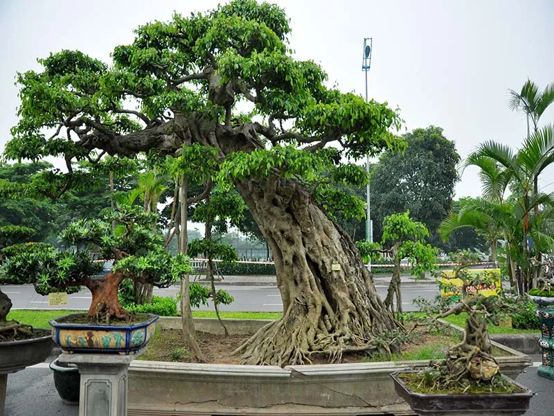 Nghệ nhân tạo dáng cho cây sanh bonsai bằng dây thép