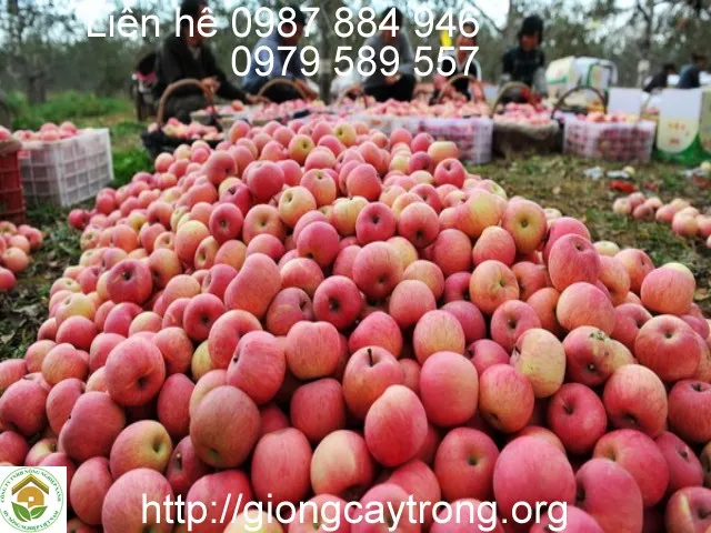 Thành phần dinh dưỡng và cách sử dụng trái táo tây đỏ