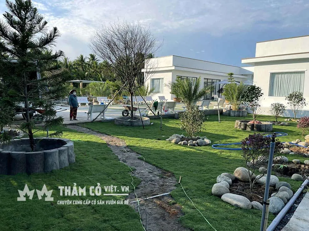 Cỏ Paspalum là loại ưa nắng nhiều, không chịu được bóng, khu vực trồng yêu cầu ánh nắng chiếu trực tiếp từ 80% thời gian trong ngày trở lên