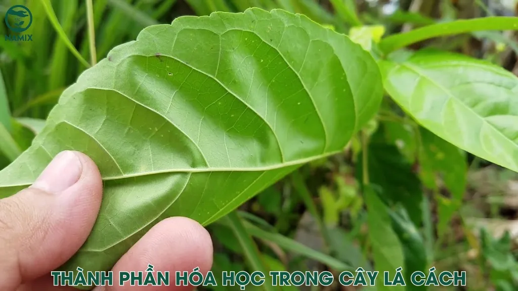 Phân tích thành phần hóa học của cây lá cách cho thấy nhiều hợp chất tốt