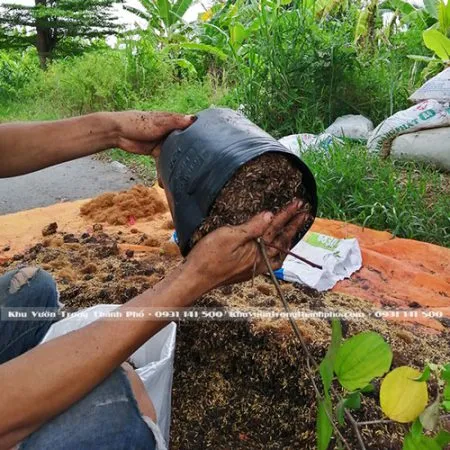 Các bước chuẩn bị giá thể cho cách trồng cúc tần Ấn Độ