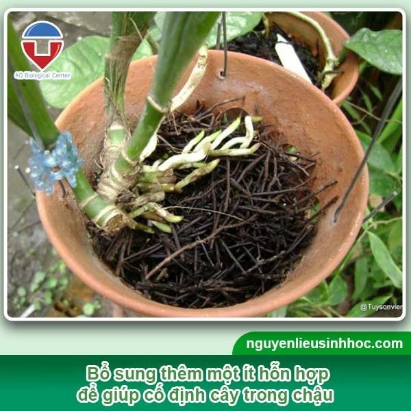 Kỹ Thuật Trồng Lan Dendro Mới Mua Về Đạt Chuẩn Chuyên Gia