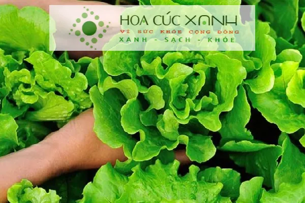 Thu hoạch và bảo quản rau xà lách mùa hè đúng cách để giữ độ tươi