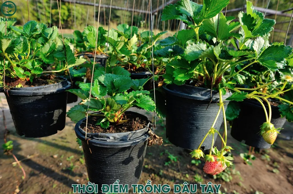 Thời điểm vàng để trồng dâu tây cho quả to