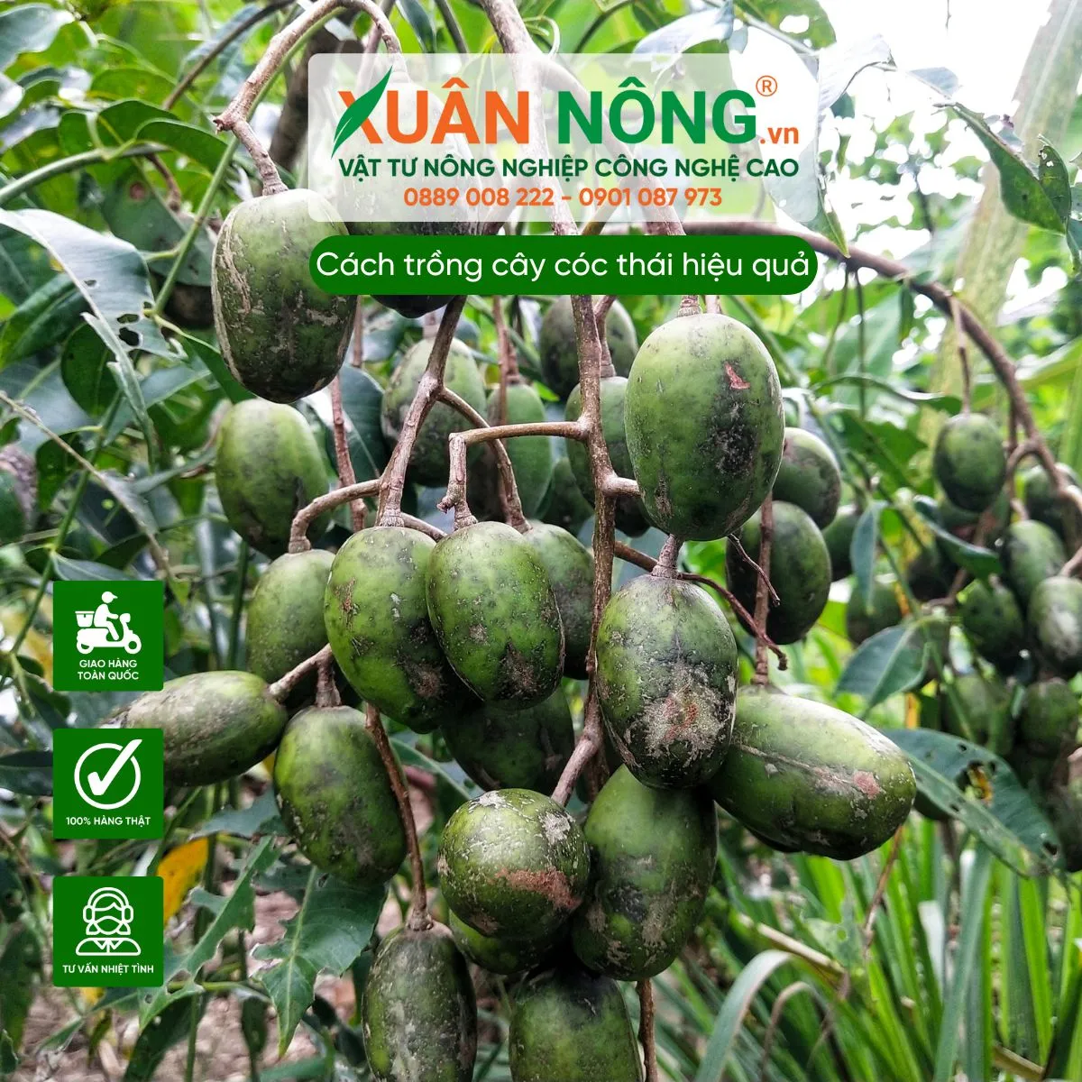 Thời vụ và mật độ tối ưu khi áp dụng cách trồng cóc thái