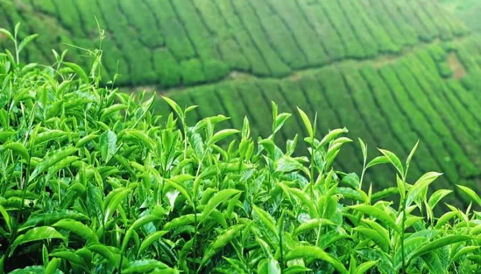 Xác định thời vụ trồng chè xanh là yếu tố quan trọng nhất