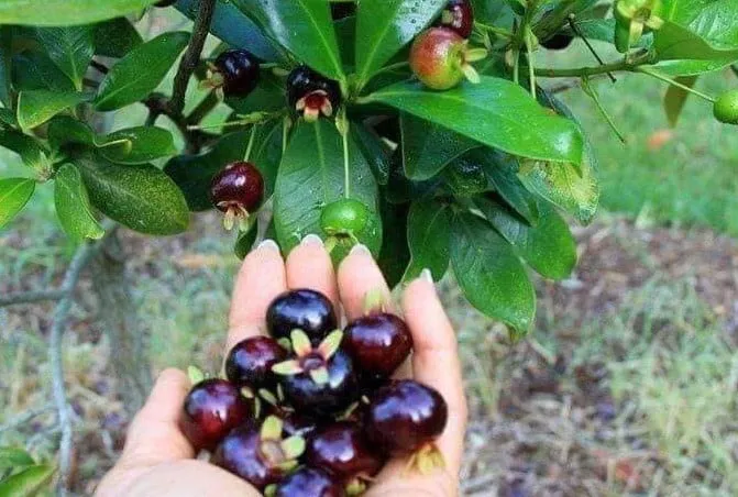 Thu hoạch cherry Brazil tươi ngon