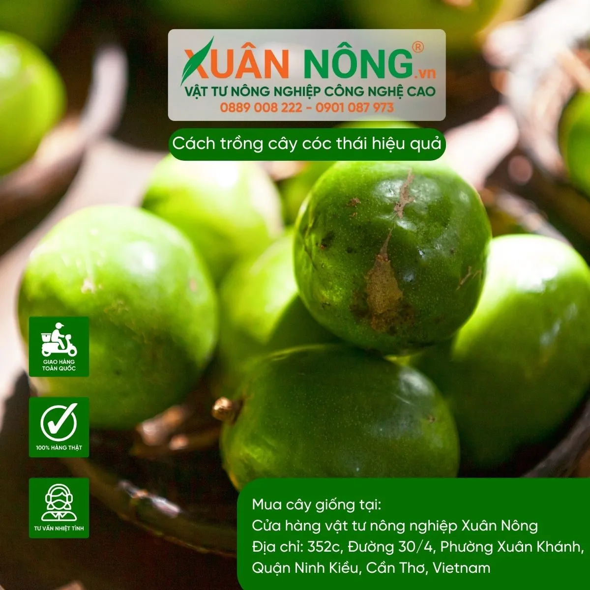 Thu hoạch và bảo quản quả cóc thái để giữ được độ tươi ngon