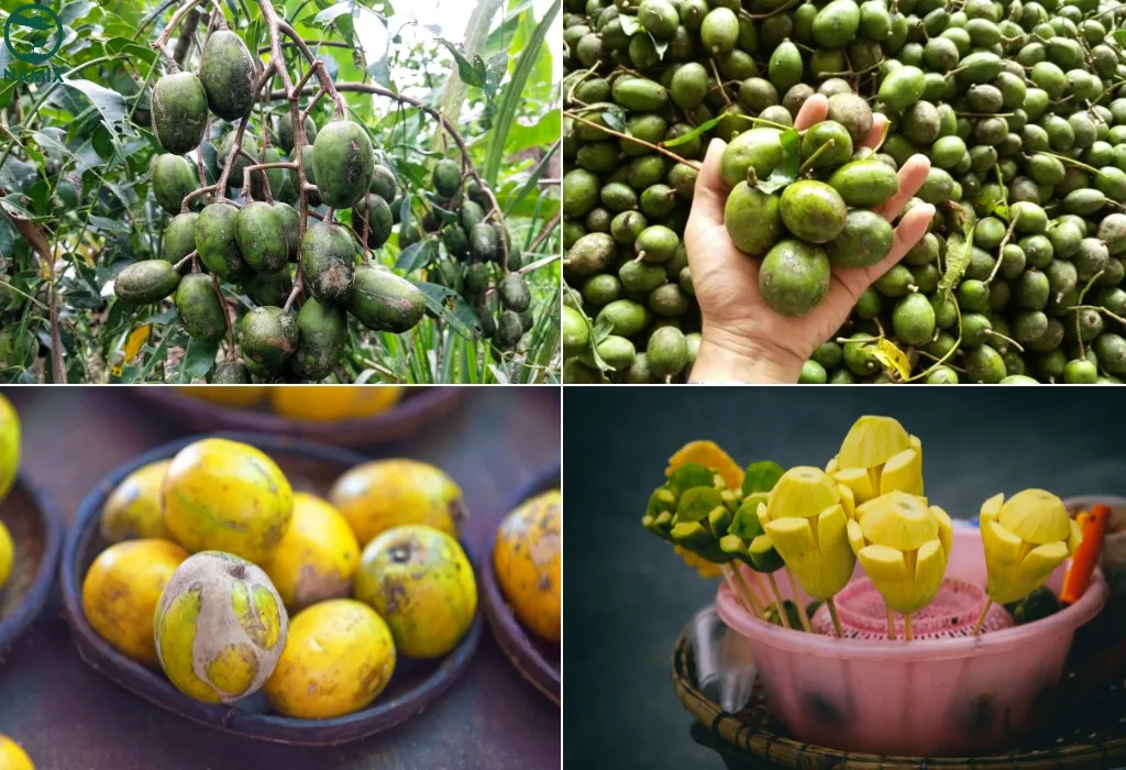 Thu hoạch những chùm quả cóc ta sai trái và xanh tươi