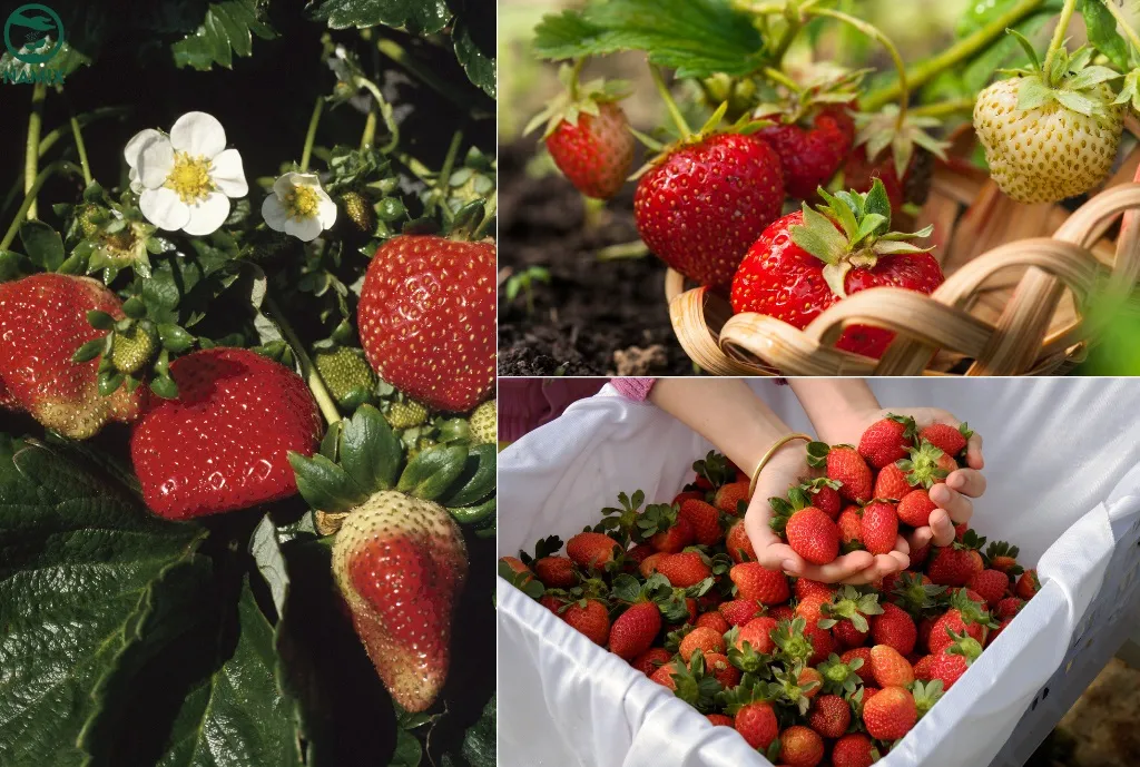 Thu hoạch dâu tây đúng cách để giữ quả to