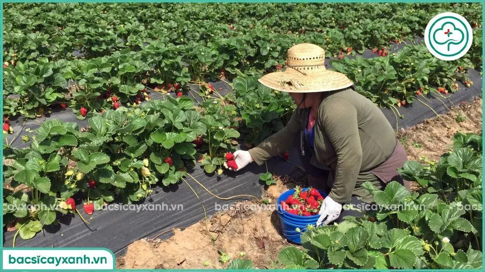 Dâu tây chín đỏ mọng đang được thu hoạch