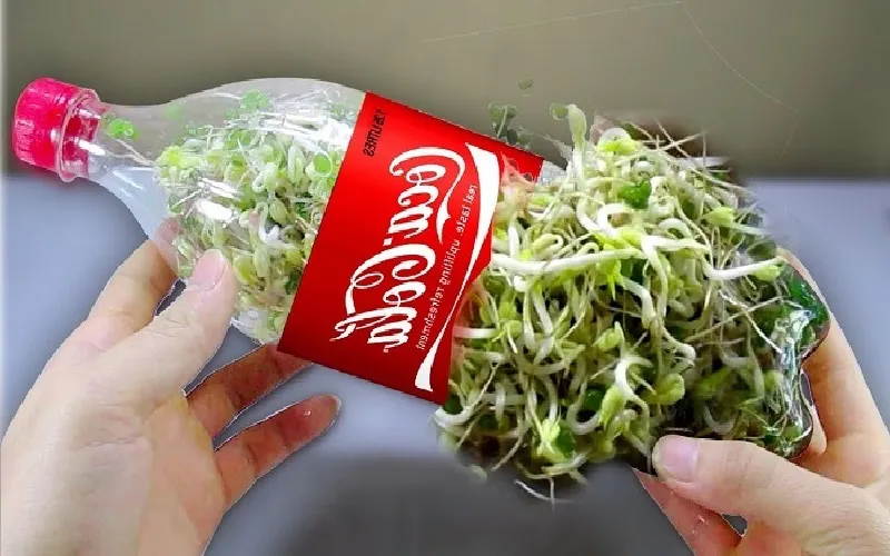 Hình ảnh giá đỗ đã được thu hoạch với thân trắng và rễ nhỏ