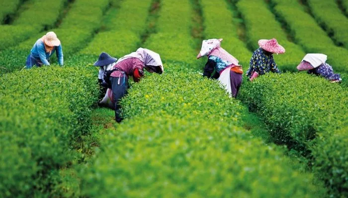 Thu hoạch lá trà cần chọn những búp không bị tật hoặc tổn thương từ sâu bệnh