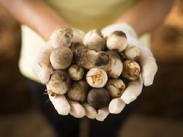 Kỹ Thuật Thu Hoạch Nấm Rơm Đúng Cách Đảm Bảo Năng Suất Cao