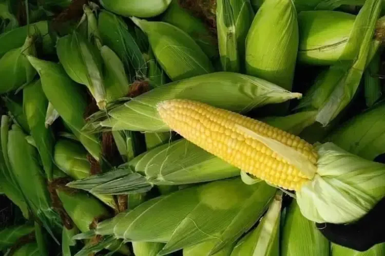 Dấu hiệu và kỹ thuật thu hoạch ngô đúng thời điểm