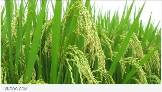 Cảnh người nông dân đang thực hiện việc cấy mạ trên ruộng lúa nước