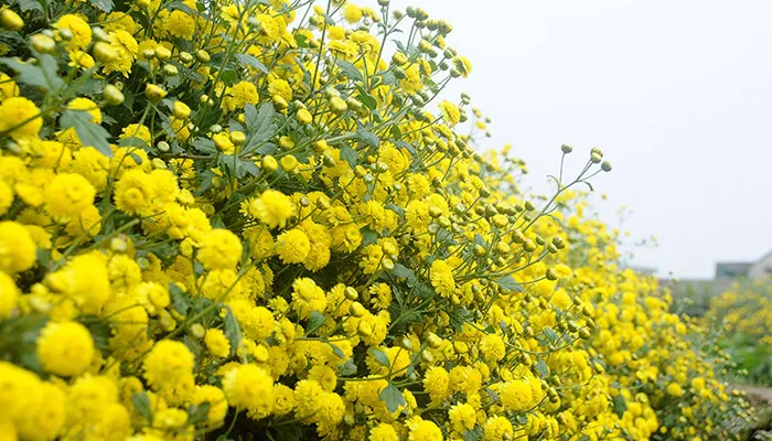 Các bước tỉa cành tạo tán cho cúc vàng