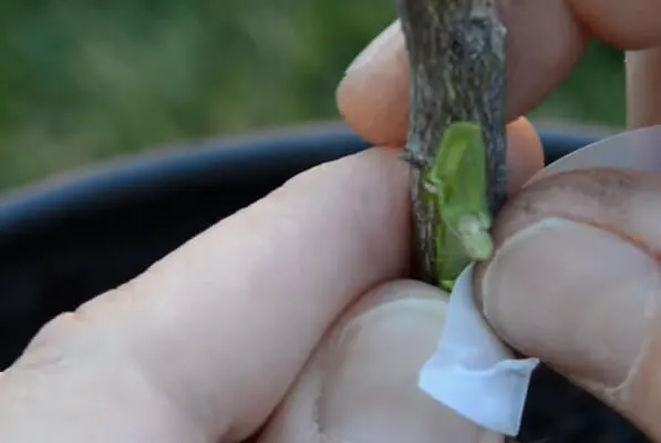 Chuyên gia tiến hành ghép mắt bưởi da xanh vào gốc ghép, một bước quan trọng trong cách trồng cây bưởi trong chậu