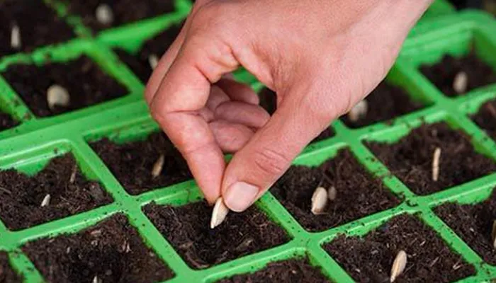 Cách Trồng Rau Trên Sân Thượng Có Mái Che: Hướng Dẫn Kỹ Thuật Toàn Diện