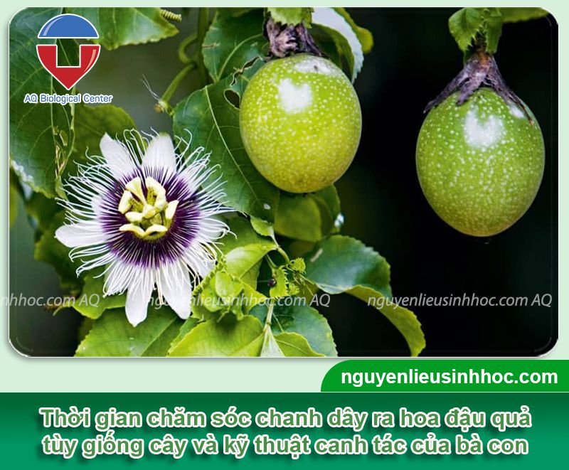 Cách Trồng Cây Lạc Tiên Đơn Giản Cho Quả Ngọt Tại Nhà