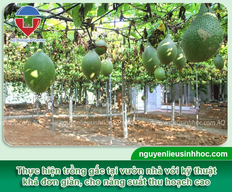 Kỹ Thuật Trồng Gấc Trong Chậu Tại Nhà Đạt Năng Suất Cao