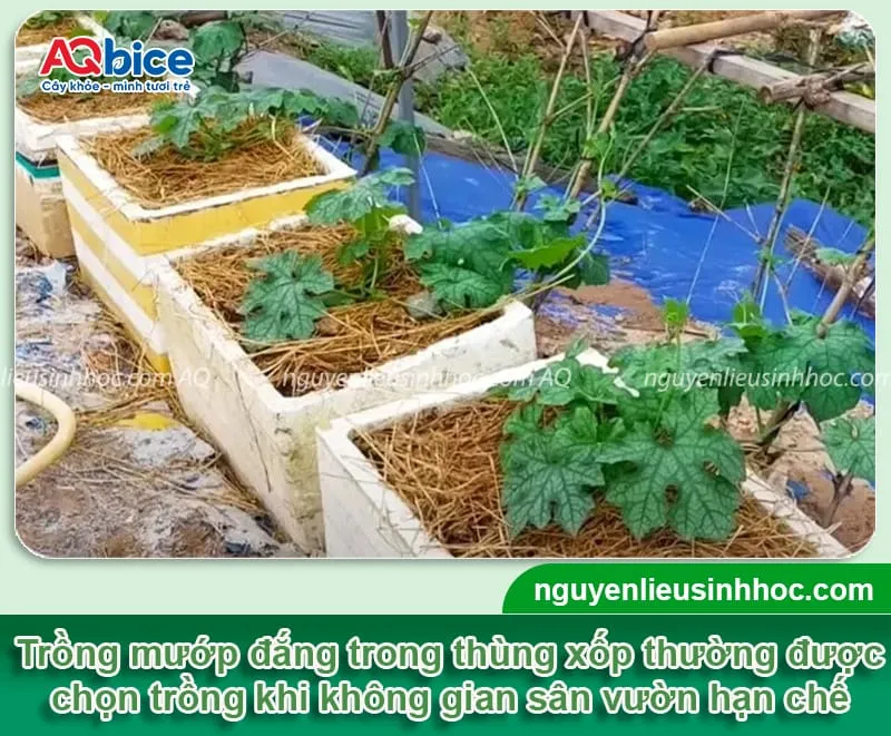 Cây khổ qua sai trĩu quả đang phát triển trên giàn trồng bằng thùng xốp