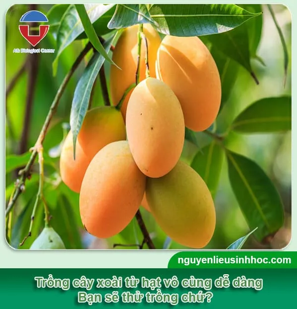 Cách trồng xoài từ hạt nhanh nảy mầm, trái đầy cành