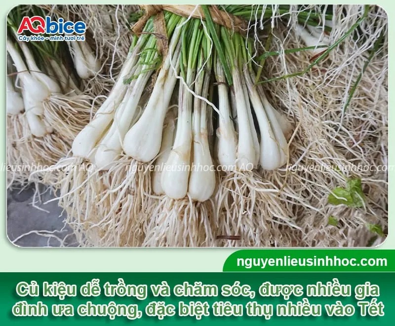 Củ kiệu được trồng phổ biến tại Việt Nam và mang lại giá trị kinh tế cao cho người nông dân