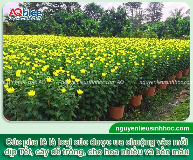 Cách Trồng Cúc Cổ Sơn La Đạt Chuẩn Để Hoa Nở Đẹp Rực Rỡ