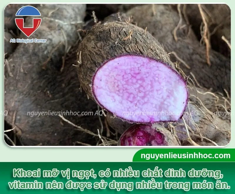Khoai mỡ là một trong những loại cây lương thực được ưa chuộng ở Việt Nam và nhiều quốc gia khác