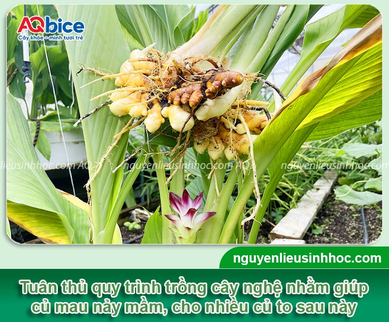 Cách Trồng Cây Chuối: Kỹ Thuật Chi Tiết Đạt Năng Suất Vượt Trội