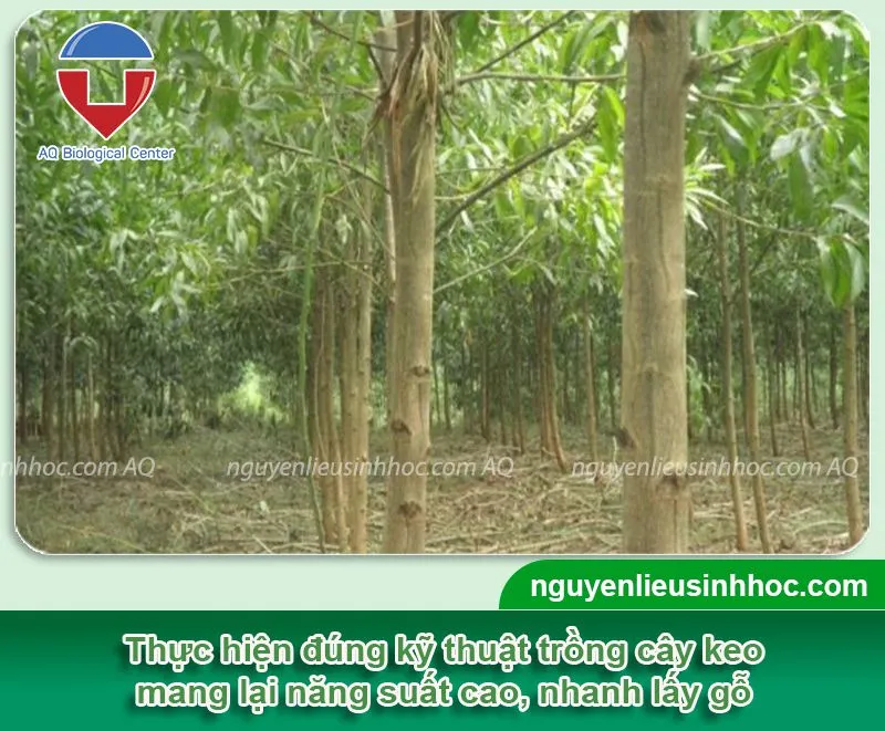 Cảnh quan tổng thể của một khu rừng keo lấy gỗ đang phát triển