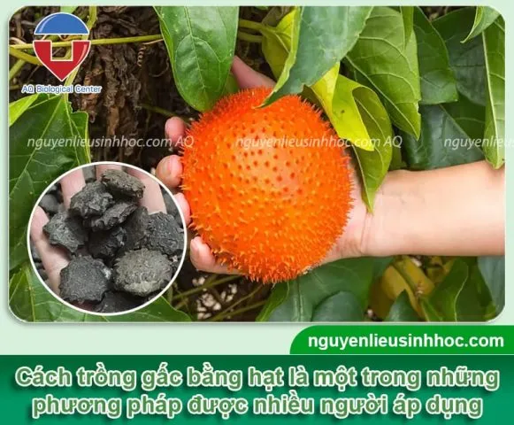 Tổng quan về cách trồng gấc bằng dây so với trồng bằng hạt