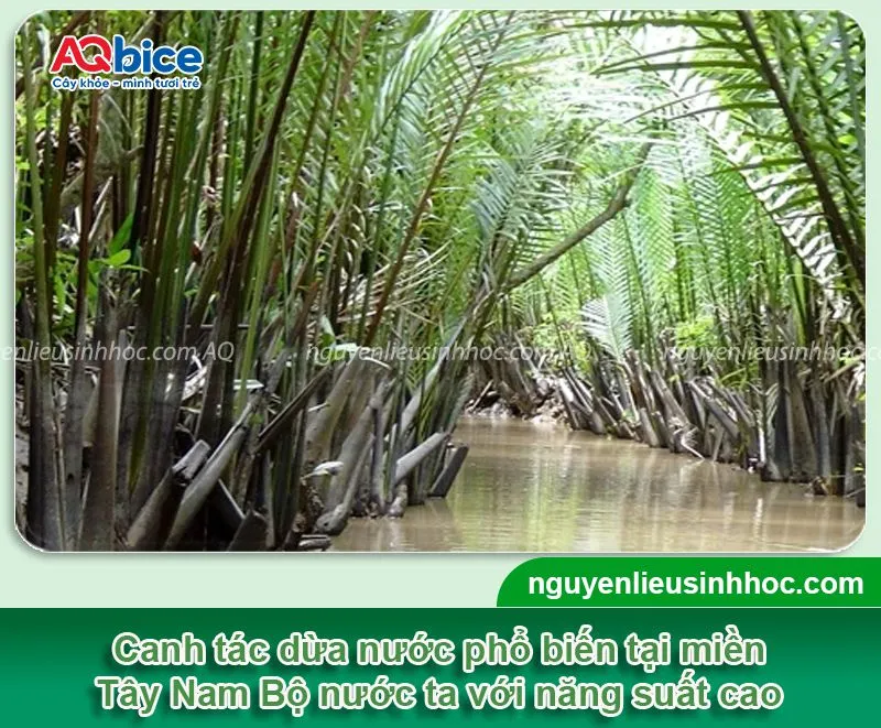 Tổng quan về cây dừa nước và cách trồng dừa nước