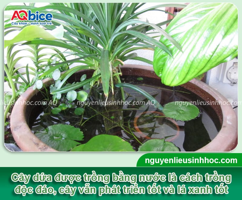 Cách Trồng Cây Lá Dứa Trong Chậu Đơn Giản Tại Nhà Cực Kì Hiệu Quả