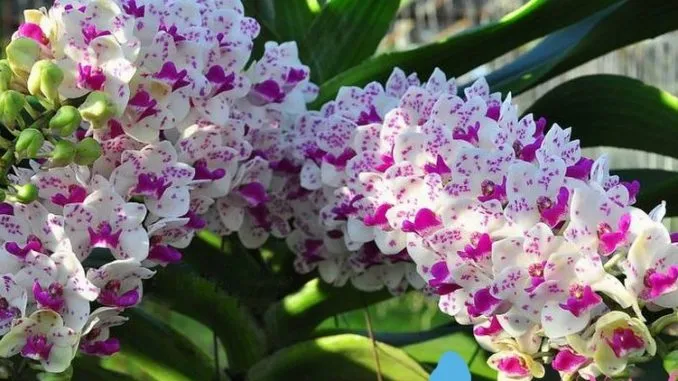 Lan Đai Châu rừng đã ghép lên giá thể