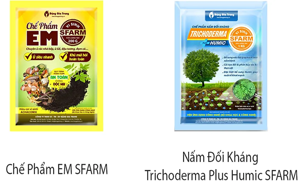 Biện pháp phòng trừ sâu bệnh hại khi chăm sóc hồ tiêu mới trồng