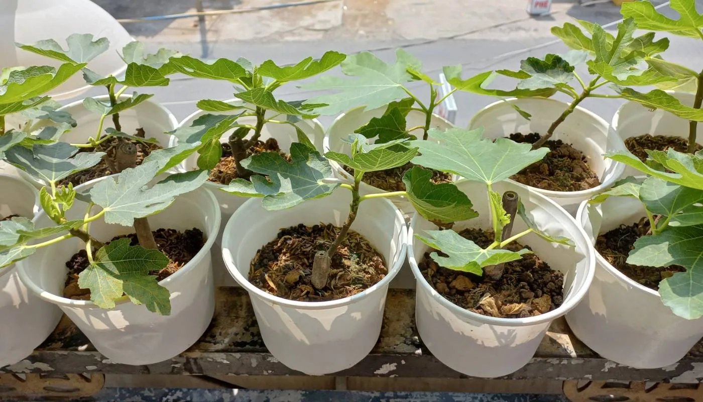 Cách trồng và chăm sóc cây Sung Mỹ bằng cây con