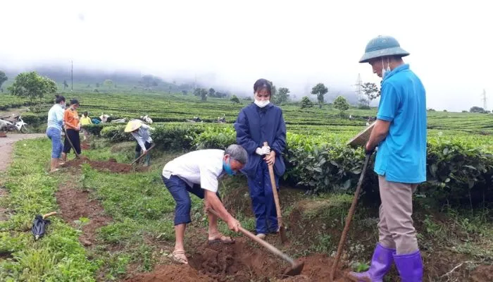 Các bước trồng cây trà xanh tại nhà đơn giản và chi tiết