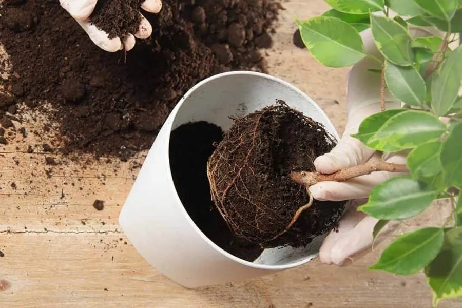 Đặt Bầu Giống Cây Ăn Quả Vào Chậu Trồng Đảm Bảo Độ Sâu Phù Hợp