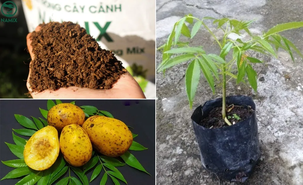 Quy trình gieo trồng cây cóc ta bằng hạt trong chậu đất sạch