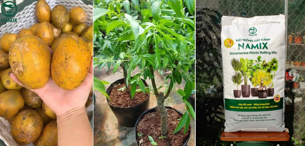 Các vật dụng cần thiết để trồng cây cóc ta tại nhà, bao gồm đất và chậu