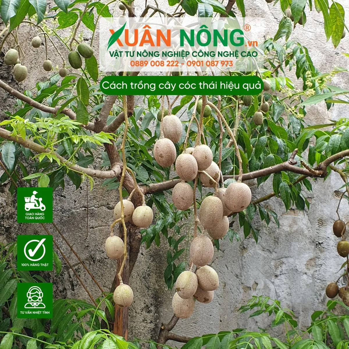 Hướng dẫn chi tiết các bước trong cách trồng cóc thái trong chậu