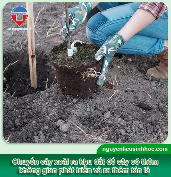 Cách trồng xoài từ hạt nhanh nảy mầm, trái đầy cành