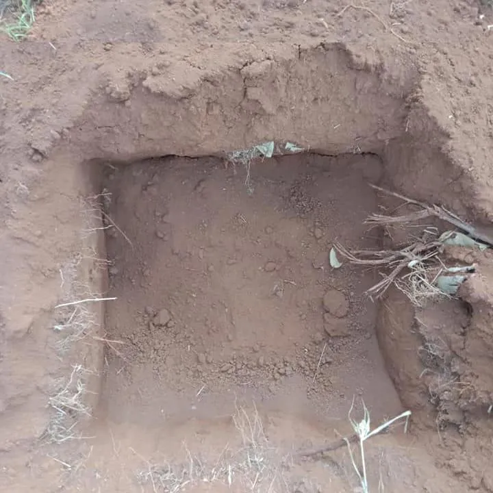 Hình minh họa hố trồng cây điều đã được chuẩn bị sẵn