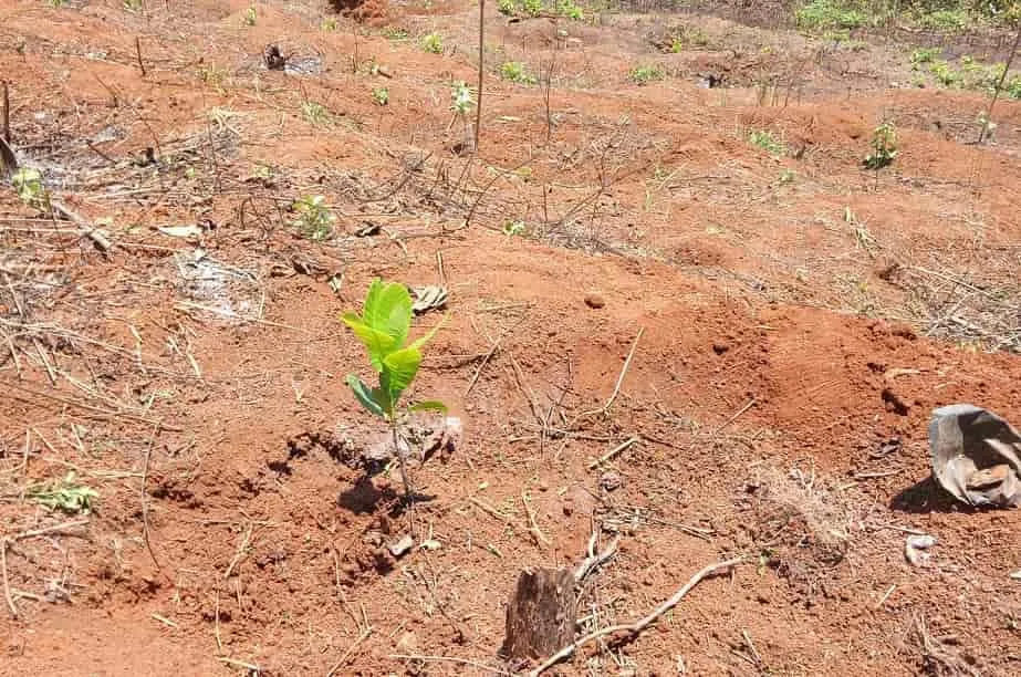 Hình ảnh cây điều sau khi trồng được chăm sóc cẩn thận