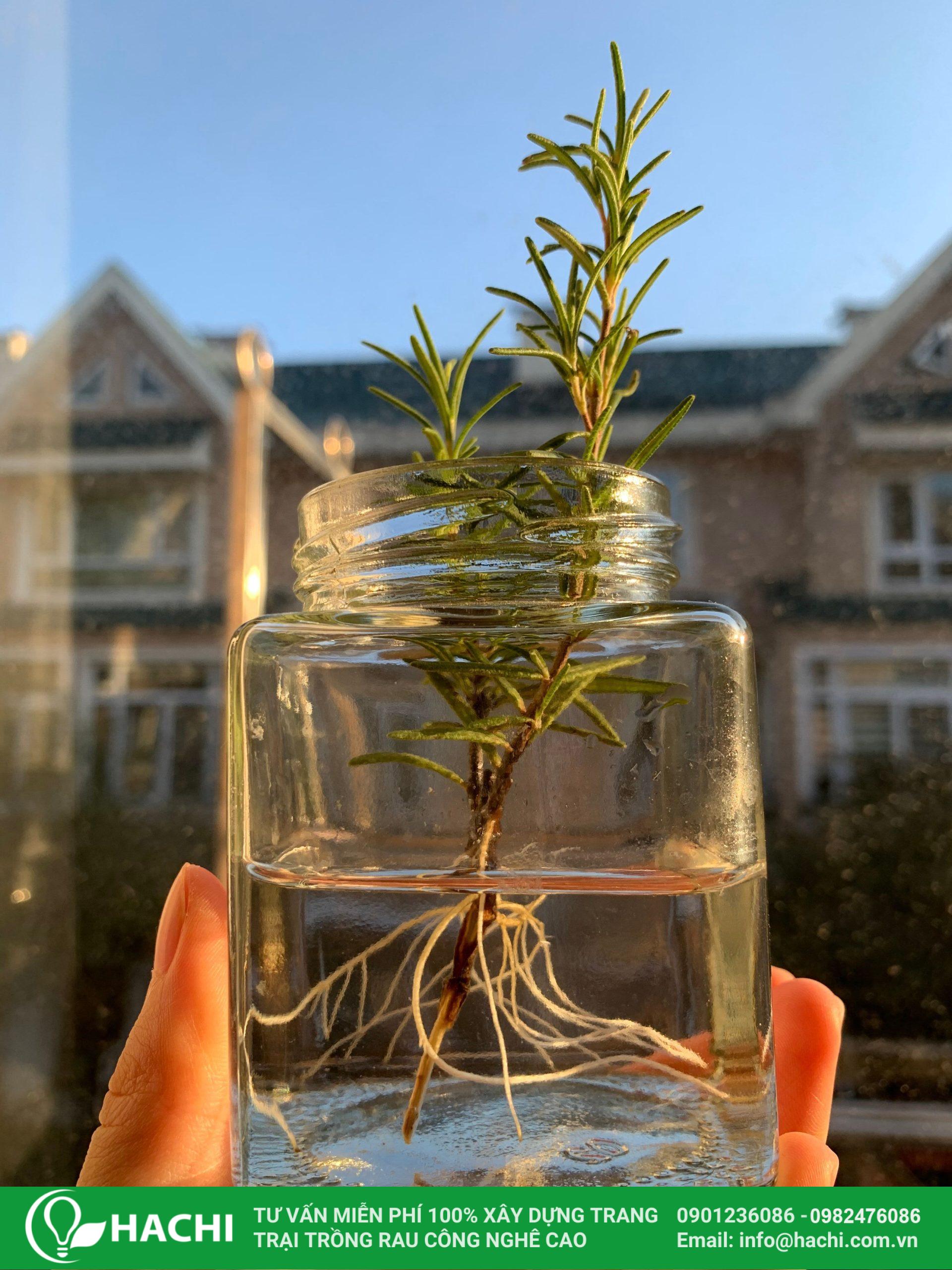 Cách Trồng Hương Thảo Trong Nhà: Cẩm Nang Chăm Sóc Toàn Diện