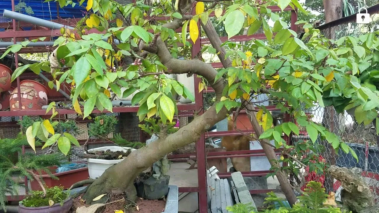 Cây khế cổ thụ dễ dàng sinh trưởng và phát triển