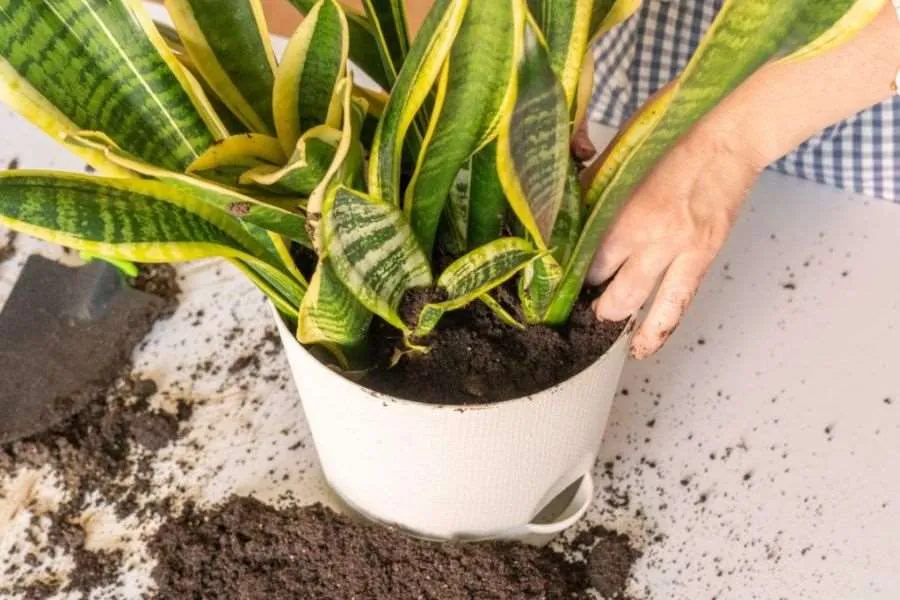 Hướng dẫn trồng cây lưỡi hổ bằng lá dễ dàng thực hiện